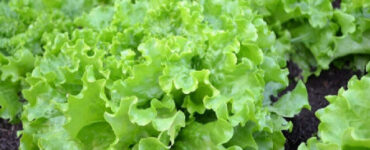 Good and Bad Lettuce Companion Plants