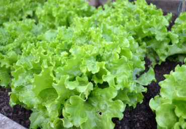 Good and Bad Lettuce Companion Plants