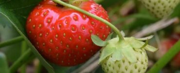 Good and Bad Strawberry Companion Plants