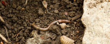 8 Natural Ways to Get Rid of Asian Jumping Worms