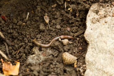 8 Natural Ways to Get Rid of Asian Jumping Worms