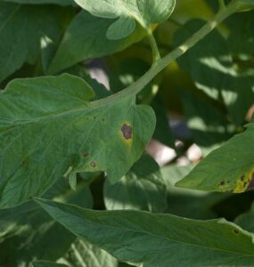 13 Natural Ways to Get Rid of Early Blight