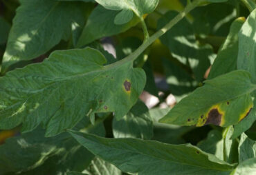 13 Natural Ways to Get Rid of Early Blight