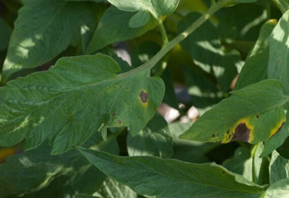 13 Natural Ways to Get Rid of Early Blight - Dre Campbell Farm