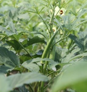 Good and Bad Okra Companion Plants