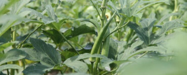 Good and Bad Okra Companion Plants