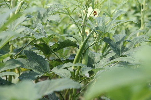 Good and Bad Okra Companion Plants