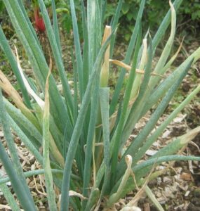 10 Natural Ways to Get Rid of Onion Thrips