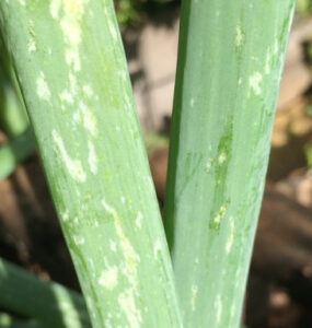 10 Natural Ways to Get Rid of Onion Thrips