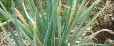 10 Natural Ways to Get Rid of Onion Thrips
