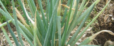 10 Natural Ways to Get Rid of Onion Thrips