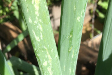 10 Natural Ways to Get Rid of Onion Thrips