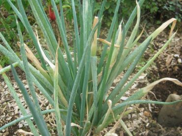 10 Natural Ways to Get Rid of Onion Thrips