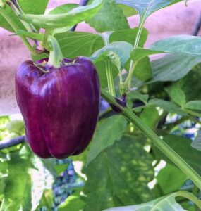 How to Grow Sweet Peppers at Home