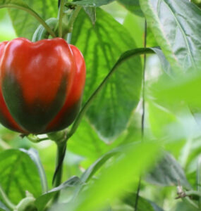 How to Grow Sweet Peppers at Home