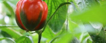 How to Grow Sweet Peppers at Home