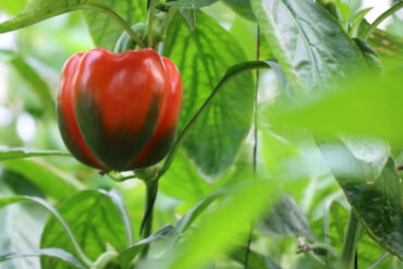 How to Grow Sweet Peppers at Home
