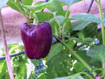 How to Grow Sweet Peppers at Home
