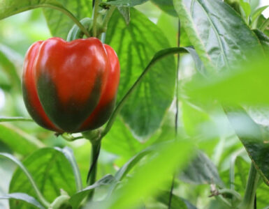How to Grow Sweet Peppers at Home