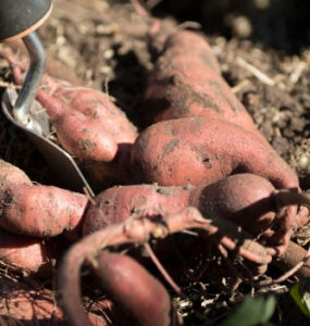 Good and Bad Sweet Potato Companion Plants