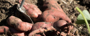 Good and Bad Sweet Potato Companion Plants