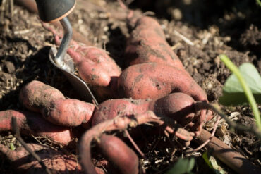 Good and Bad Sweet Potato Companion Plants