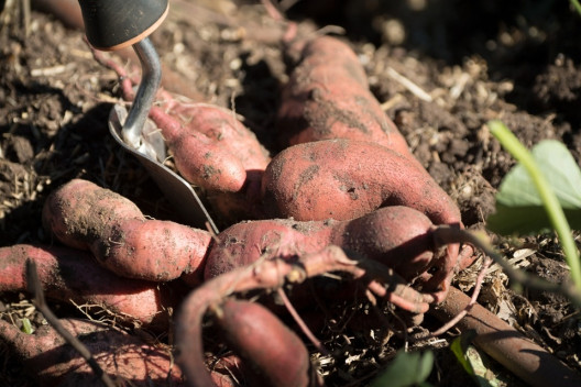 Good and Bad Sweet Potato Companion Plants