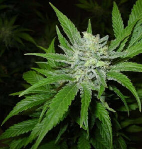 Feminized vs. Autoflower Seeds: Case of Bruce Banner 