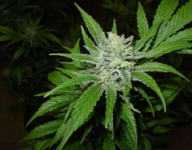 Feminized vs. Autoflower Seeds: Case of Bruce Banner 