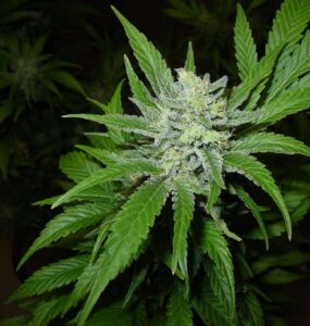 Feminized vs. Autoflower Seeds: Case of Bruce Banner 