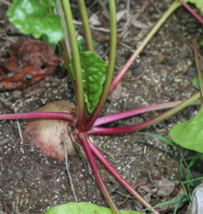 Good and Bad Beets Companion Plants
