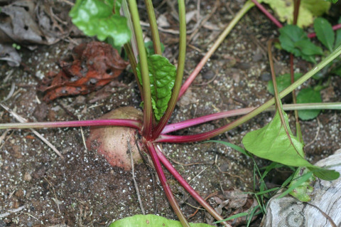 Good and Bad Beets Companion Plants