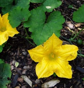 Good and Bad Pumpkin Companion Plants