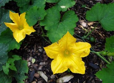 Good and Bad Pumpkin Companion Plants