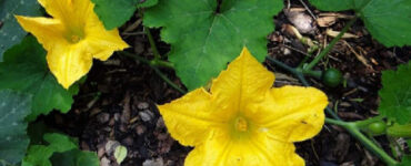 Good and Bad Pumpkin Companion Plants