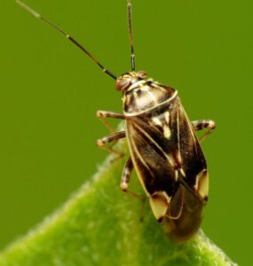 11 Natural Ways to Get Rid of Tarnished Plant Bug (Lygus lineolaris)