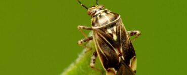 11 Natural Ways to Get Rid of Tarnished Plant Bug (Lygus lineolaris)