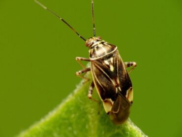 11 Natural Ways to Get Rid of Tarnished Plant Bug (Lygus lineolaris)
