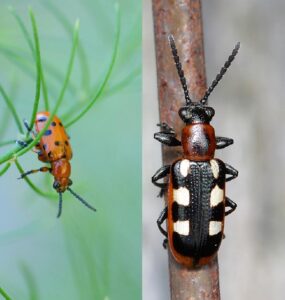 15 Natural Ways to Get Rid of Asparagus Beetles