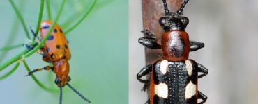 15 Natural Ways to Get Rid of Asparagus Beetles