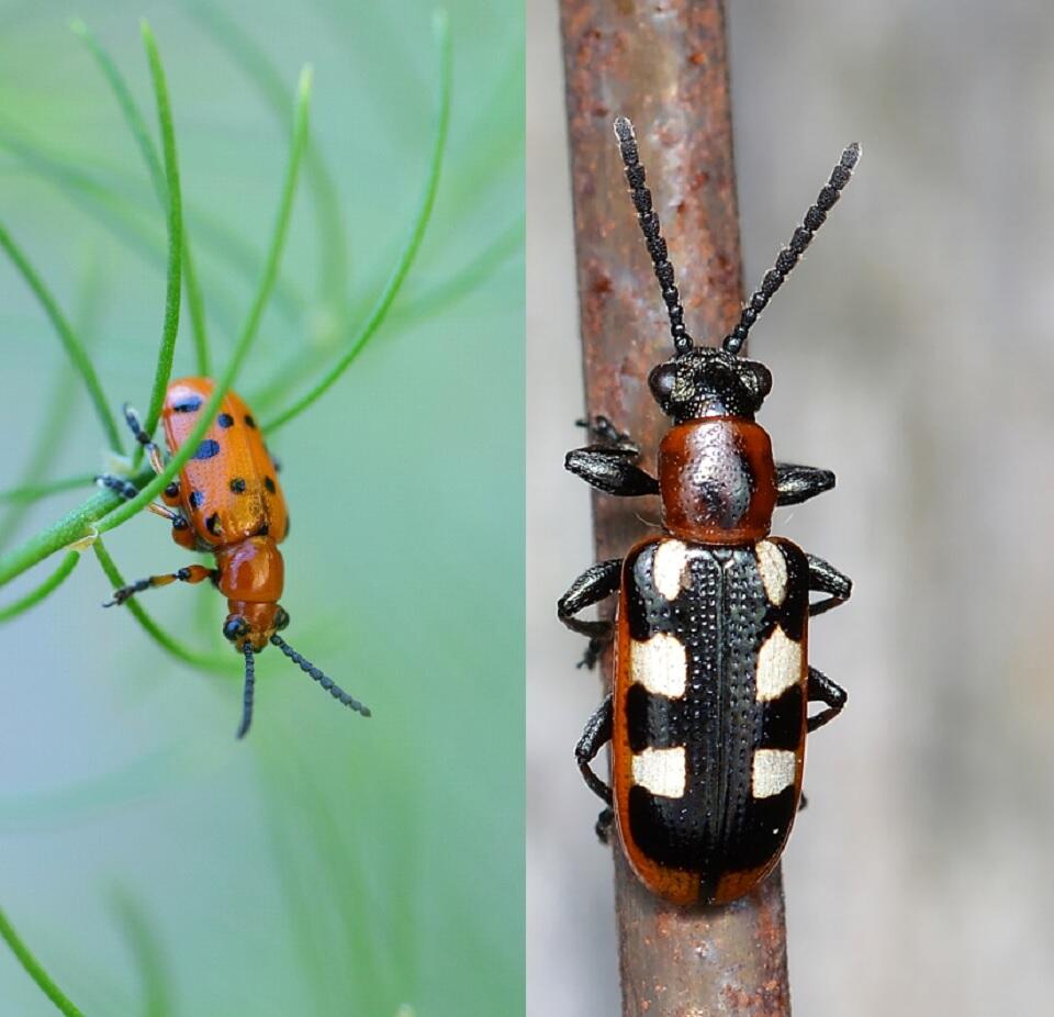 15 Natural Ways to Get Rid of Asparagus Beetles Dre Campbell Farm