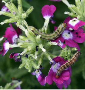 9 Natural Ways to Get Rid of Budworms