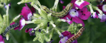 9 Natural Ways to Get Rid of Budworms