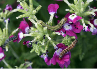 9 Natural Ways to Get Rid of Budworms
