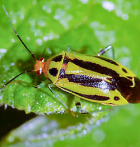 9 Natural Ways to Get Rid of Four-Lined Plant Bugs