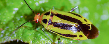 9 Natural Ways to Get Rid of Four-Lined Plant Bugs