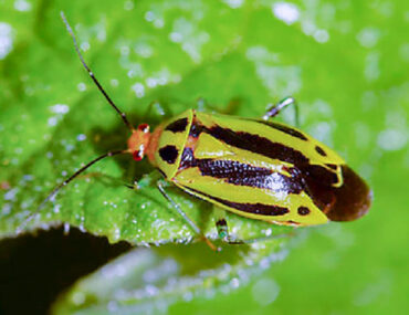 9 Natural Ways to Get Rid of Four-Lined Plant Bugs