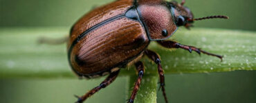 11 Natural Ways to Get Rid of June Bugs