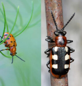 15 Natural Ways to Get Rid of Asparagus Beetles