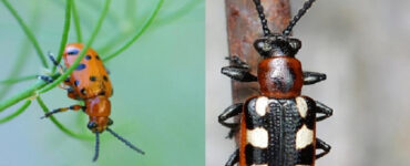 15 Natural Ways to Get Rid of Asparagus Beetles